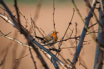 robin perched on a branch