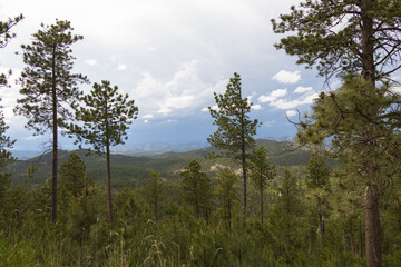Custer State Park, South Dakota