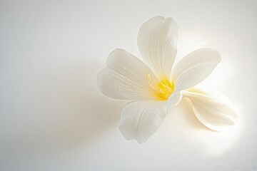 Obraz premium Elegant White Flower Close-up with Yellow Center on White Background