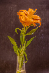 Photo of a Lilly Flower on a red background in a vase