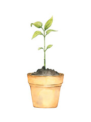 Green plant in pot shoot germination stuck into the ground. Agricultural plant spring. Hand painted watercolor illustration isolated on white.