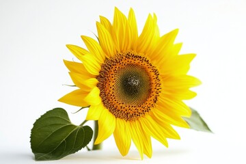 Fototapeta premium Bright Sunflower Blossom on White Background for a Fresh, Natural Look
