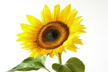 Obraz premium Blooming Sunflower on White Backdrop with Vibrant Yellow Petals and Green Leaves