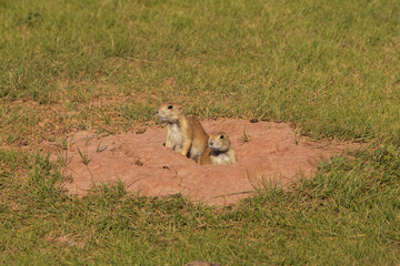Prairie dogs at burrow opening