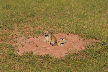 Prairie dogs at burrow opening