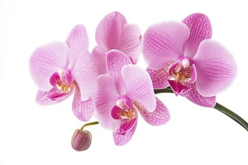 Delicate Pink Orchid Flowers Blooming Against White Background, Floral Still Life