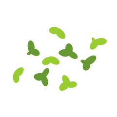 Duckweed lemna minor illustration 
