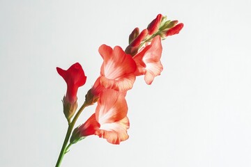 Close-up of Orange Gladiolus Flower Blooming on a Green Stem