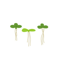 Duckweed lemna minor illustration 