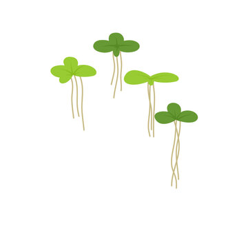 Duckweed lemna minor illustration 