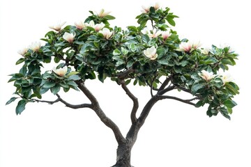 Blooming Magnolia Tree with White Flowers Isolated Against White Background