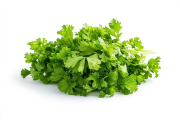 Fresh Parsley Bunch Isolated on White Background for Culinary Use