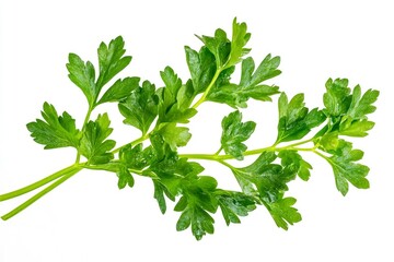 Fototapeta premium Fresh Parsley Sprig on White Background for Culinary Use