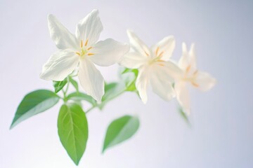Elegant White Flowers Blooming with Green Leaves Against a Soft Background