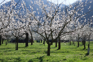 Fototapeta premium Apricot Tree Blossoms in Spring in Wachau Austria