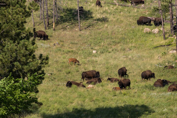 Bison herd on a hillside
