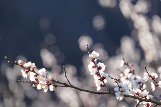 Apricot Tree Branches with Blossoms in Spring in Wachau Austria