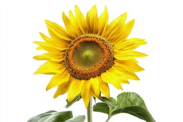 Fototapeta premium Bright Sunflower Blossom Isolated on White Background with Green Leaves