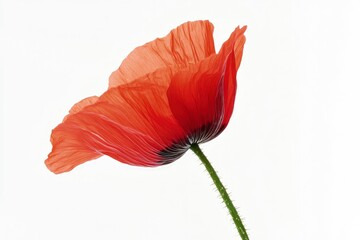 Red Poppy Flower Blooming with Translucent Petals on White Background
