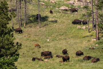 Bison herd on a hillside