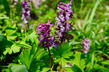 Close-up of vibrant purple wildflowers in soft sunlight by a pond. 