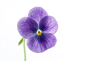Obraz premium Single Violet Pansy Flower Close-up on White Background Fresh Spring Bloom