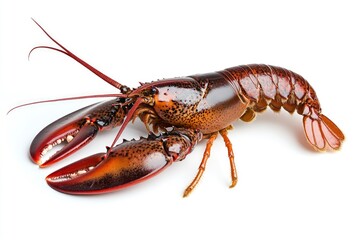 Isolated Lobster Close-up on White Background for Seafood Cuisine Images