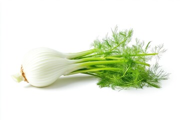 Fresh Fennel Bulb with Green Fronds Lying on White Background