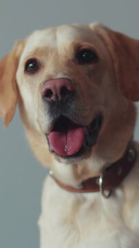 A Gentle and Friendly Labrador Dog Facing Down with Soft and Adorable Expressions