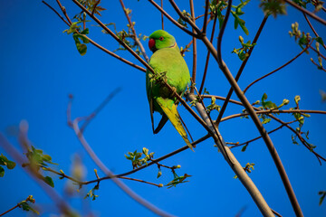 Green parrot perched on tree branch
A vibrant green parrot sits on a budding tree branch against a vivid blue sky, symbolizing spring and tropical wildlife.
