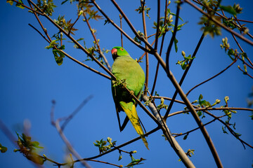 Green parrot perched on tree branch
A vibrant green parrot sits on a budding tree branch against a vivid blue sky, symbolizing spring and tropical wildlife.
