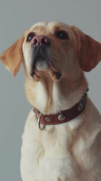 A Portrait of a Labrador Retriever Against a Soft and Neutral Background Setting