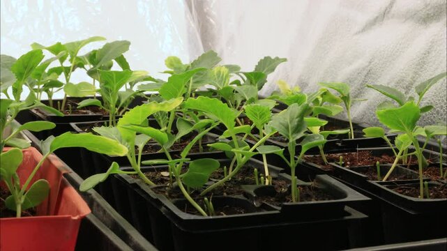 Time lapse and close up of white cabbage transplants growing in seed starter pots placed in lightbox. This plants had insufficient lighting and grow tall, unusable as transplant. - wide angle shot