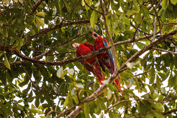 Large Red Macaw couple playing in the green leaves in the treetop Manaus in Amazonas