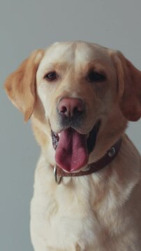 A joyful and lively Labrador Retriever dog is wearing a cute brown collar that enhances its charm