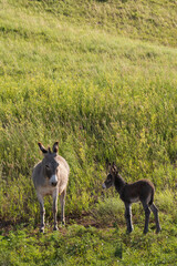 Wild burro with foal in tall grass