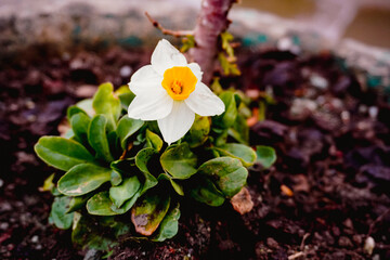 A closeup shot of a beautiful white daffodil with a bright yellow center