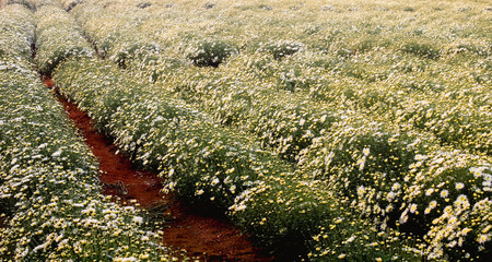 A field of white flowers in full bloom under the sunlight