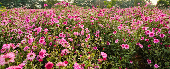 Field of vibrant pink flowers in full bloom