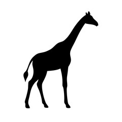 Fototapeta premium Silhouette of a majestic giraffe in black: a striking, minimalist depiction of the world's tallest mammal, captured in silhouette against a stark, clean background.
