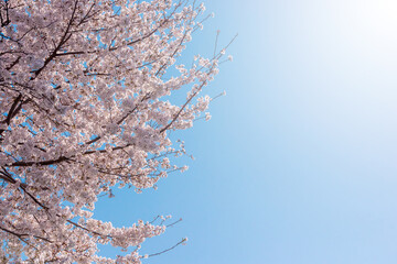 満開の桜と青い空