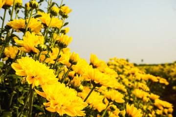 A vibrant field of yellow chrysanthemums in full bloom under a sunny sky