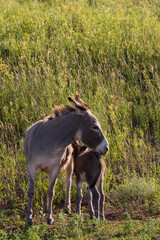 Wild burro with foal in tall grass