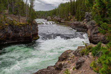 Gordijnen Bos rivier yellowstone river pine tree forest rapids and turbulence  © lester