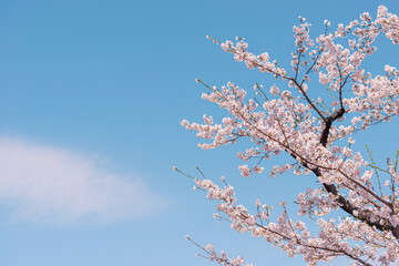 満開の桜と青い空