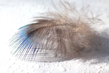 color bird feather lying on the white paper