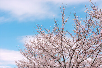 満開の桜と青い空