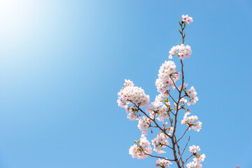 青空に映える桜