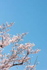 青空に映える桜
