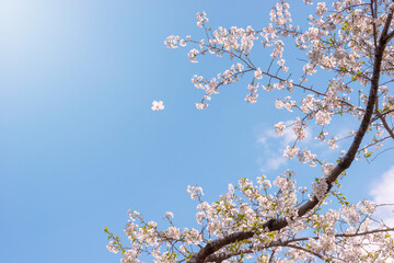青空に映える桜